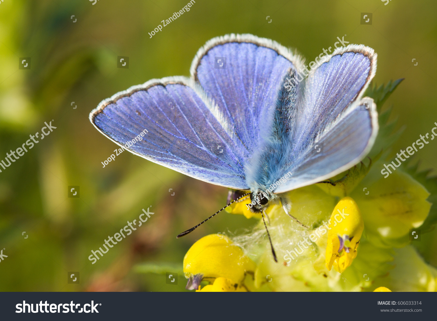 Blue Argus Butterfly Polyommatus Icarus On Stock Photo Edit Now