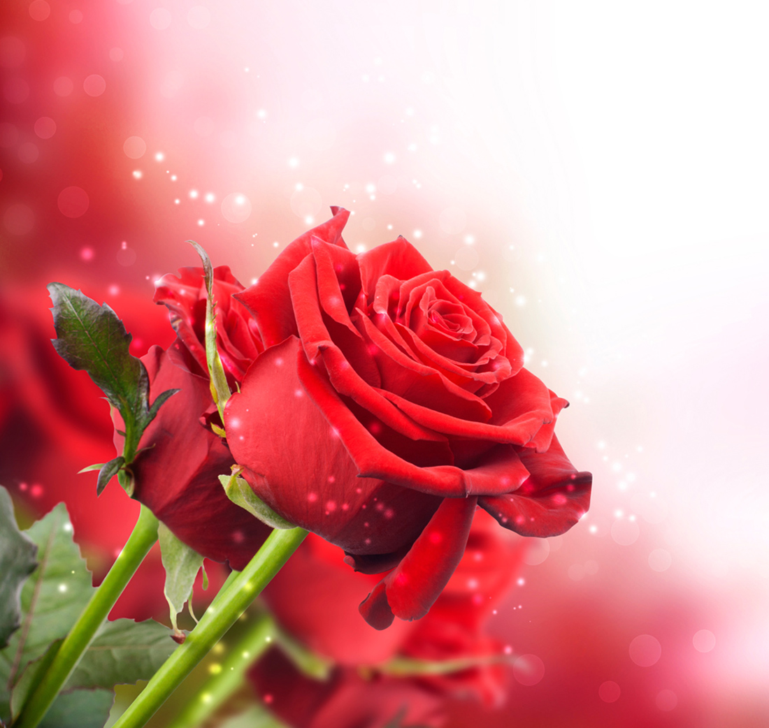 Red Roses Pretty Background Gallery Yopriceville High Quality