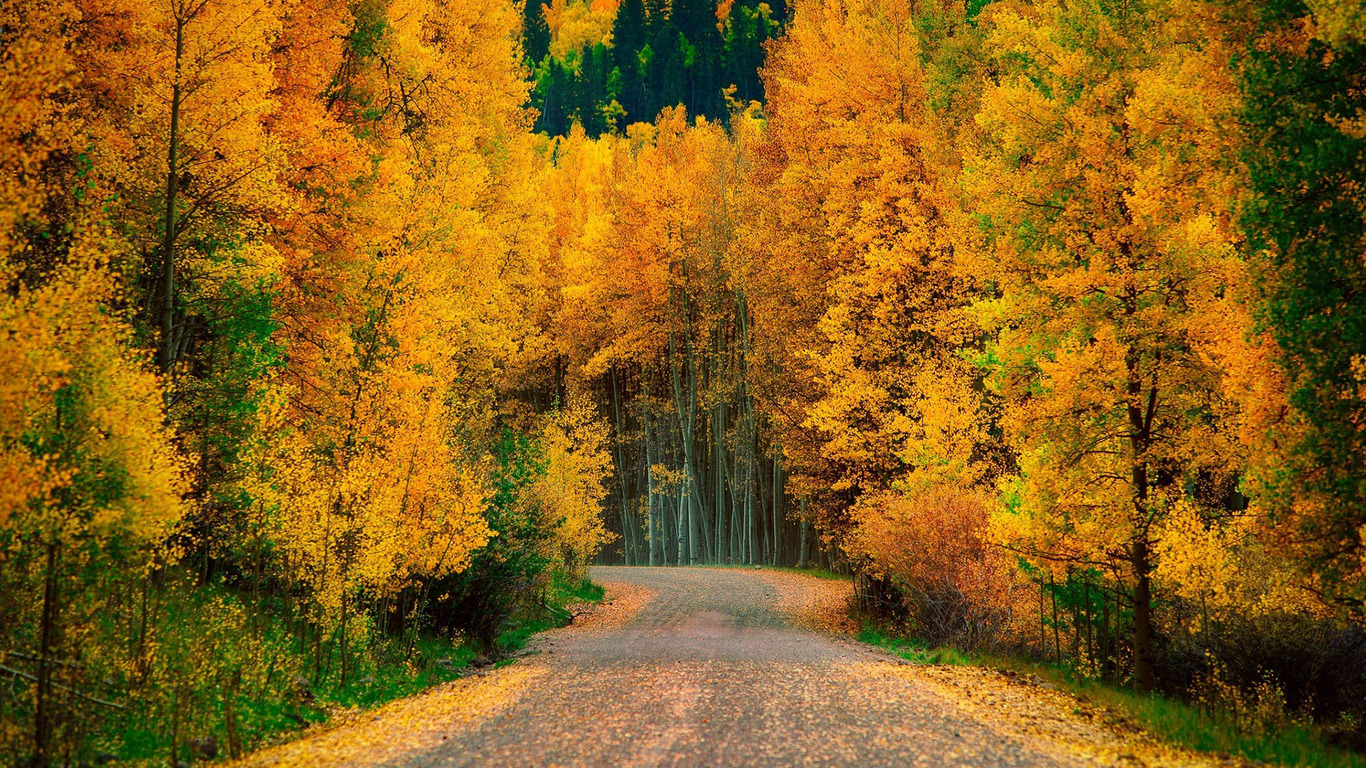 Golden Trees Along The Road Wallpaper