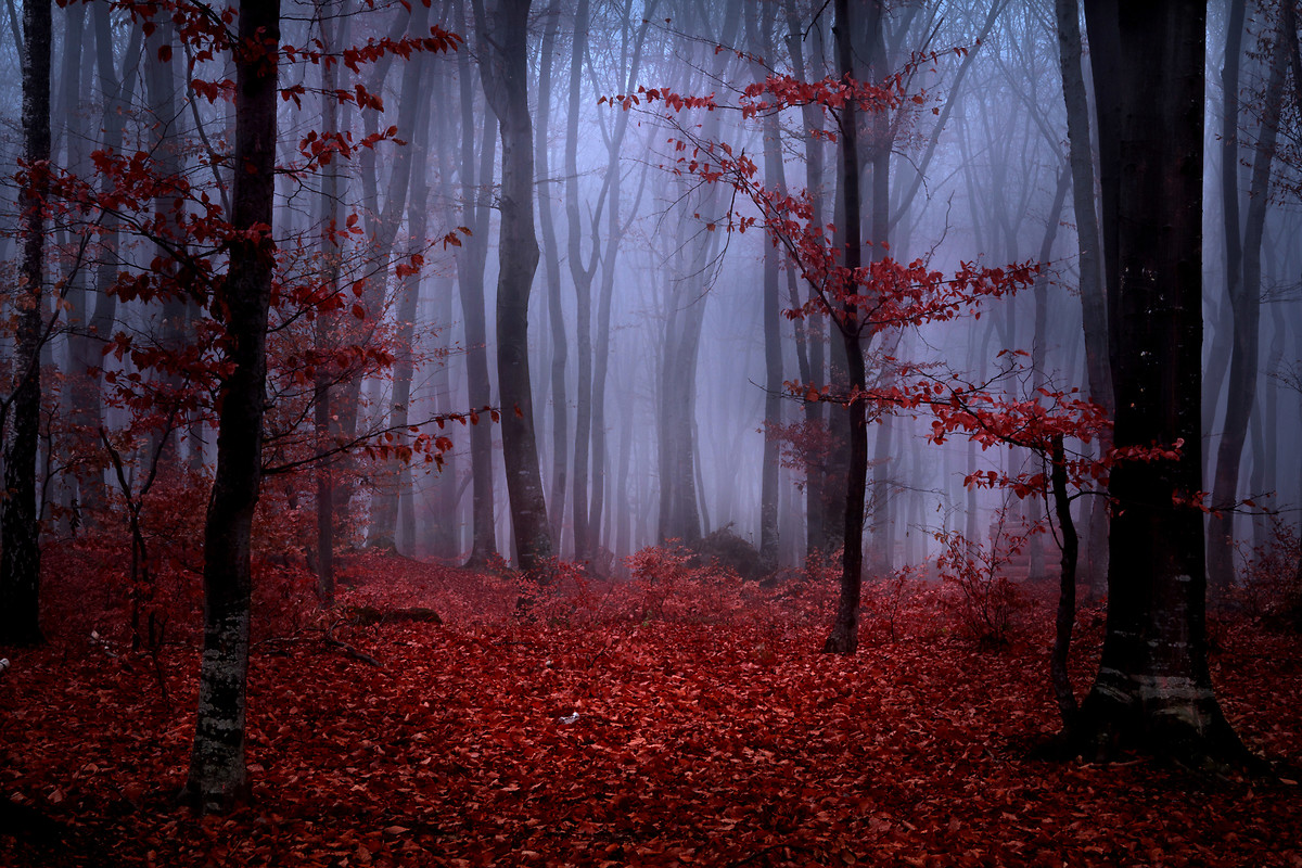Dark Red Forest Wallpaper Download  MobCup