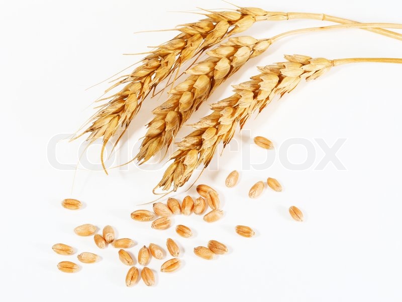 Grains Of Wheat