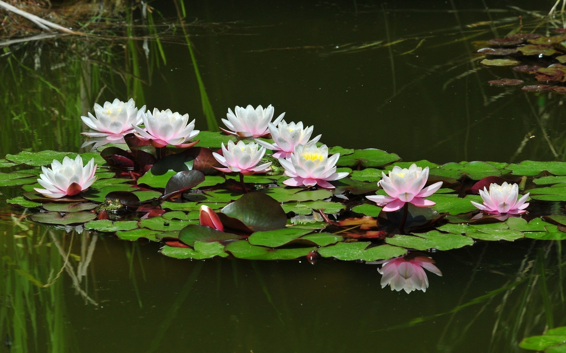 Water Lilies Pond Wallpaper Stock Photos