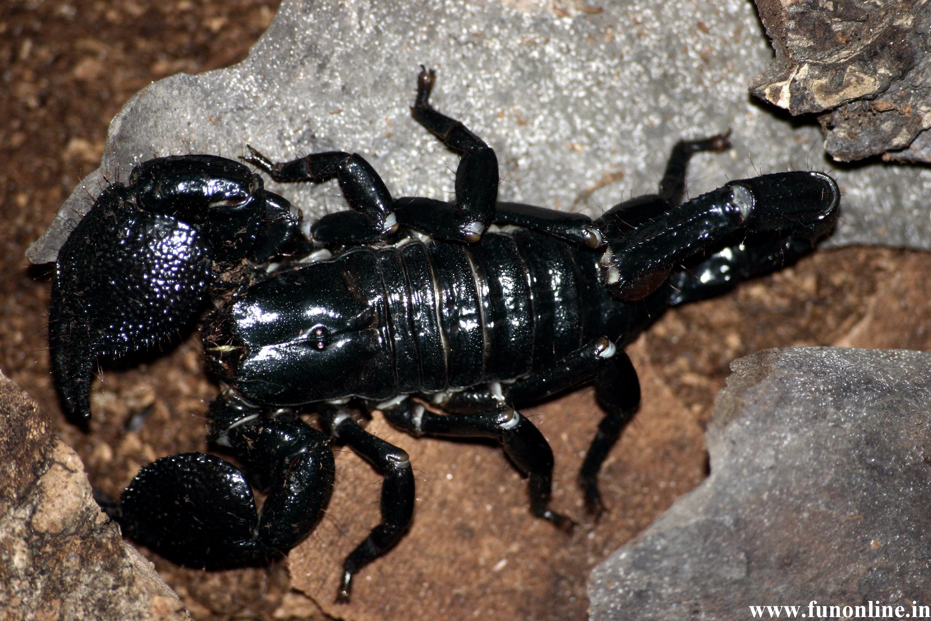 Scorpion Wallpaper Poisonous And Deadly Scorpions