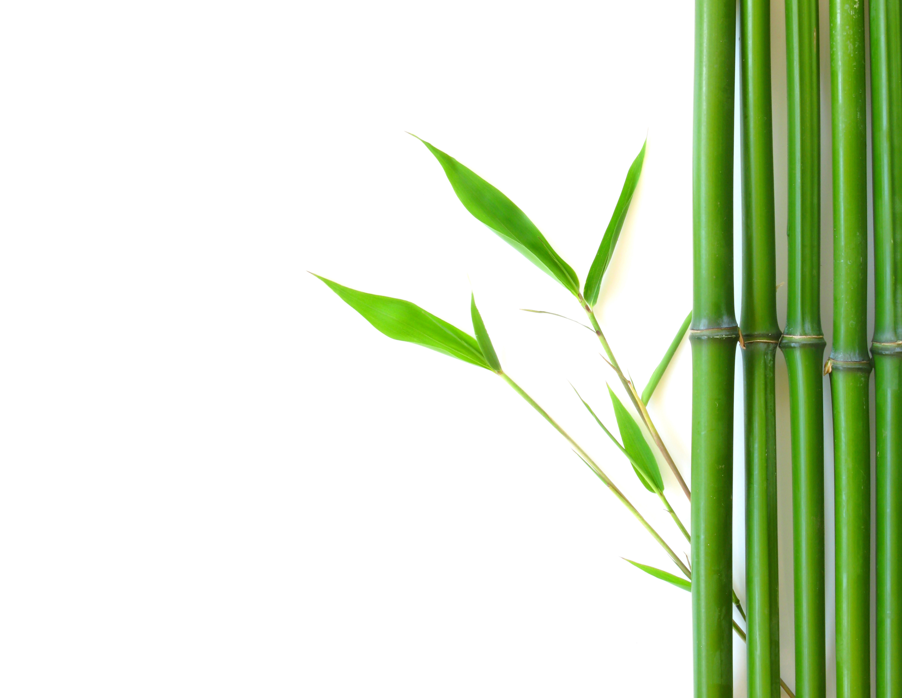 Bamboo Cliparts