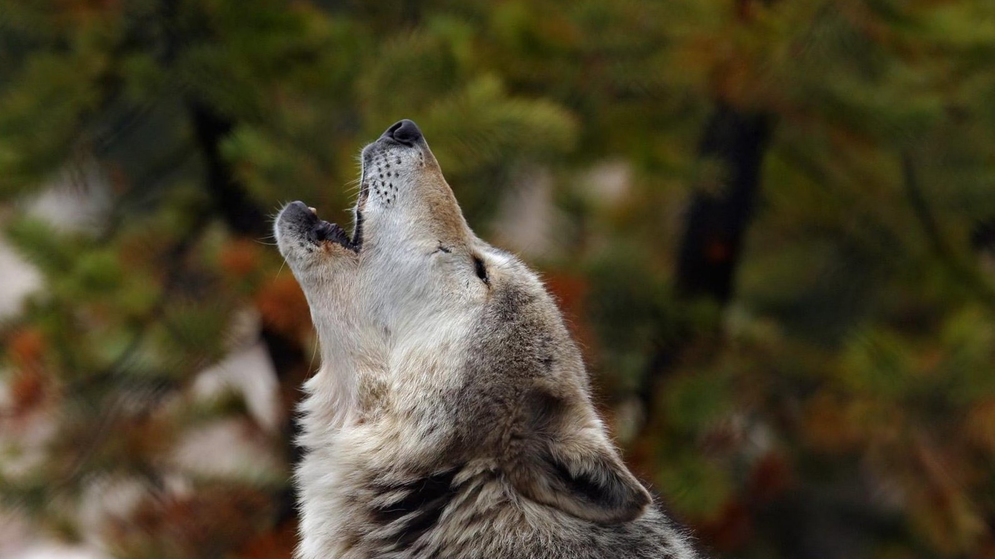 Wallpaper Howling Wolf Crying Dog 4k Ultra HD