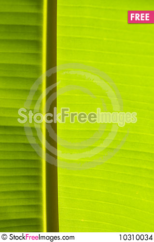 Banana Palm Tree Green Leaf   Stock Photos Images   10310034 319x500