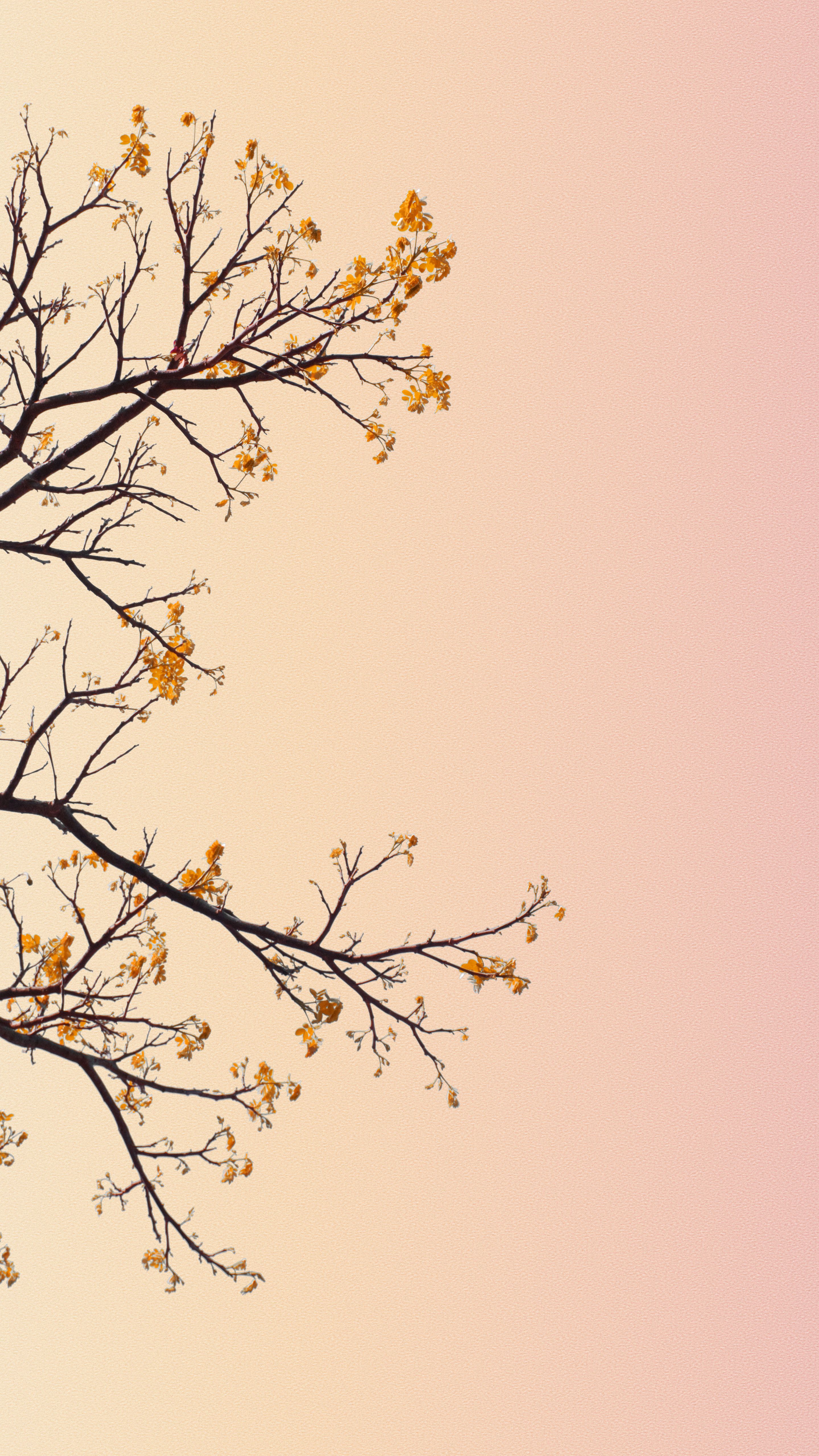 Cute Pastel Wallpaper