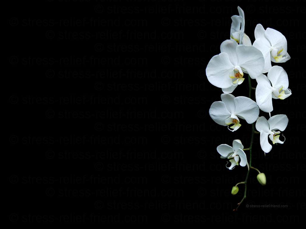 Orchid Wallpaper And Screensaver