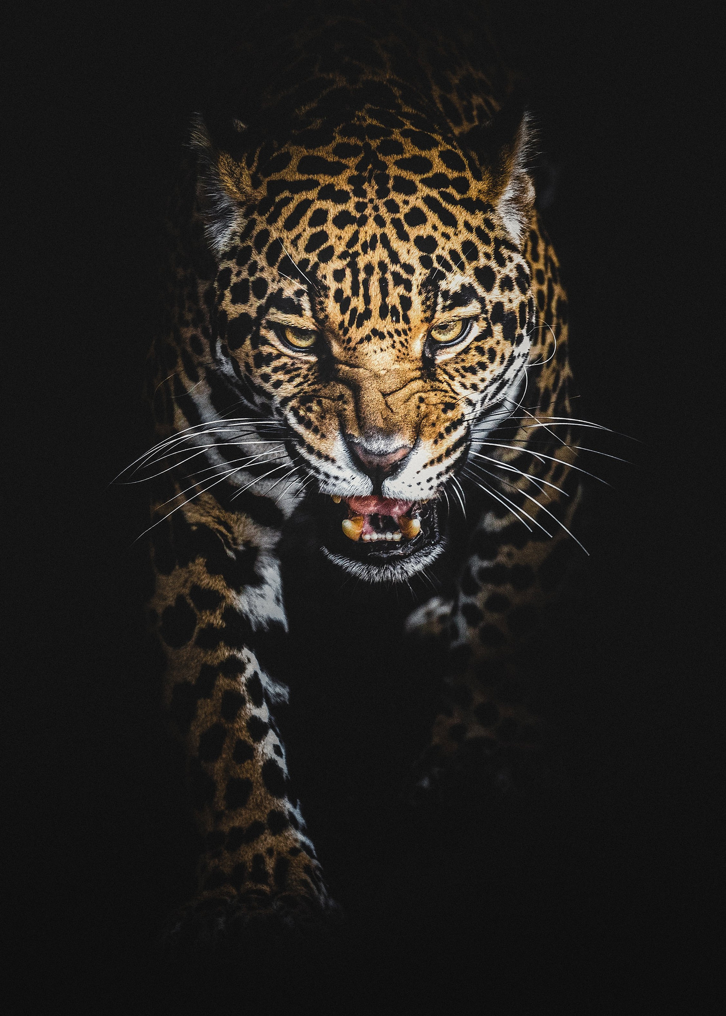 Image Leopard Big Cats Frowning Whiskers Animal Black Background