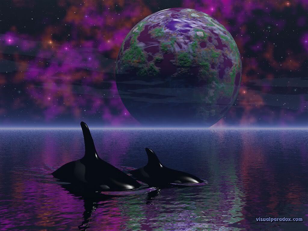 Orca Wallpaper Desktop Background