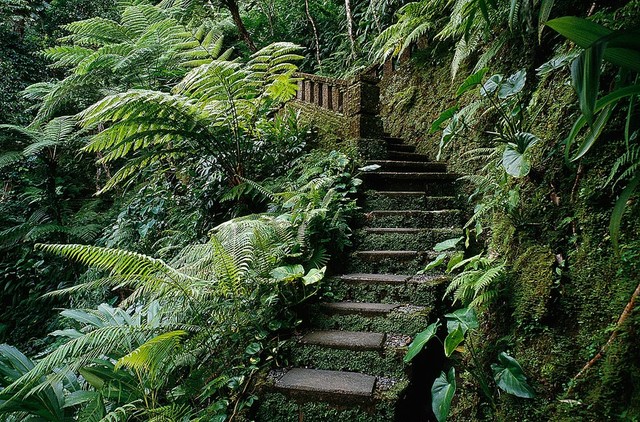 In Dense Jungle Wallpaper Wall Mural Self Adhesive Multiple Size
