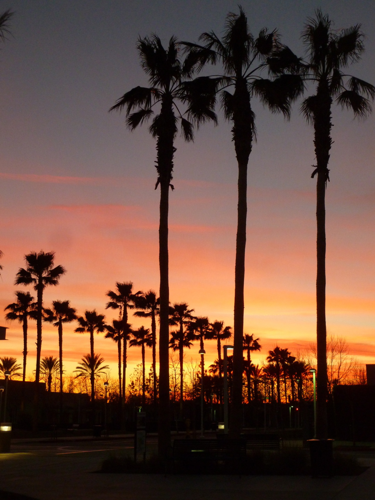 Palm Trees Sunset Southern California