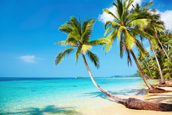 Beach Scene With Palm Tree Wallpaper Tropical