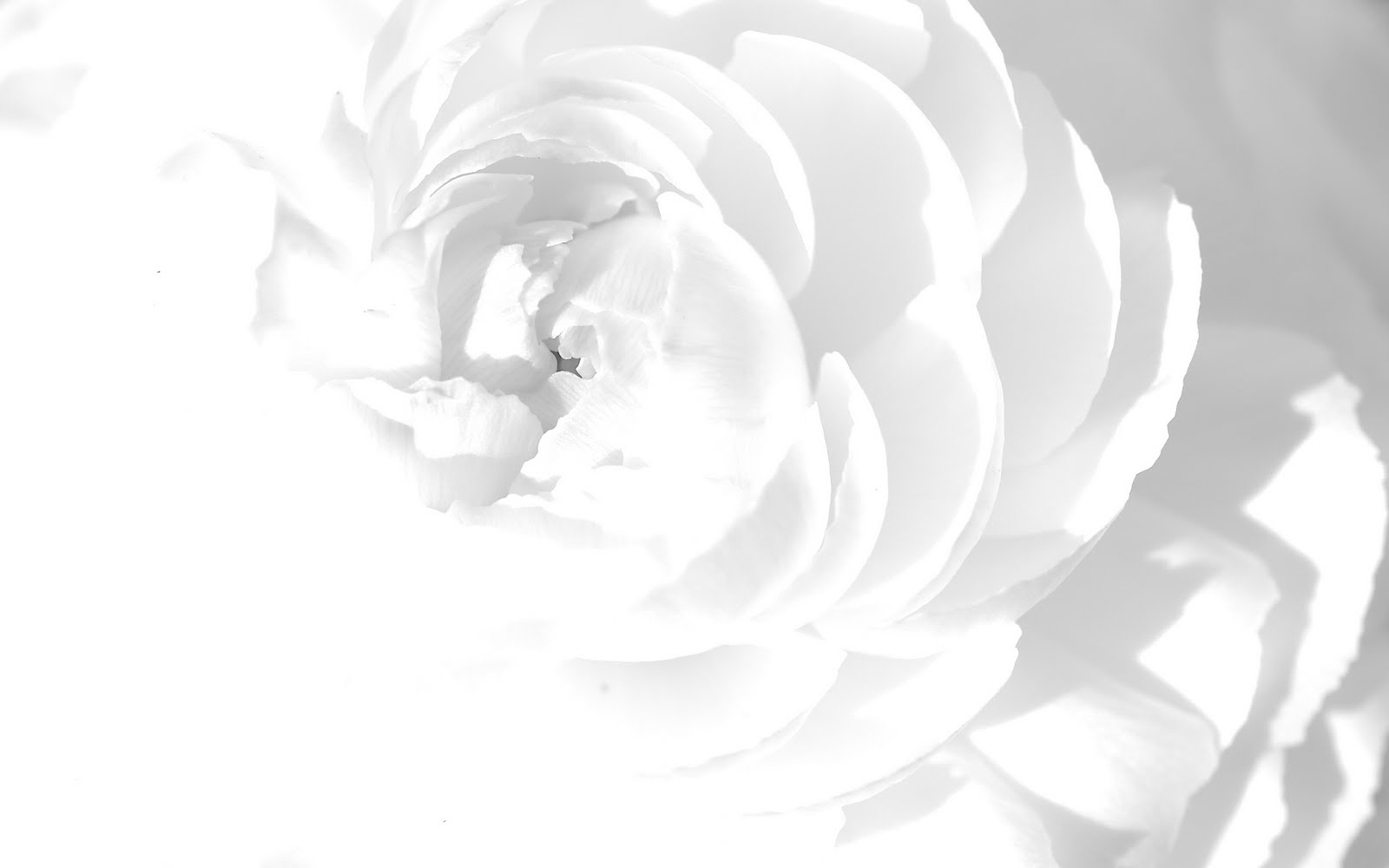 White Flower Wallpaper