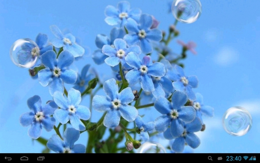 Forget Me Not Livewallpaper For Android Apk