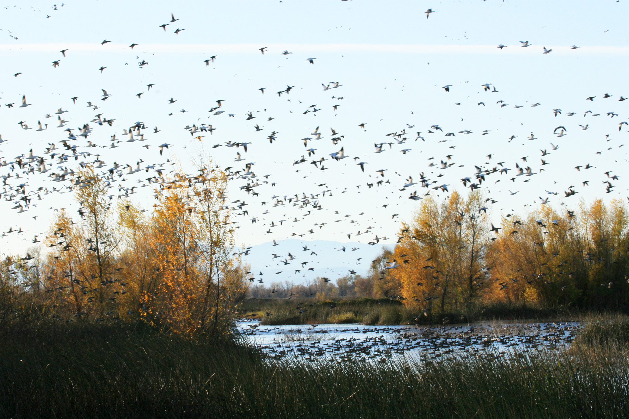 Why No Season Limits On Number Of Waterfowl California Outdoors Q A