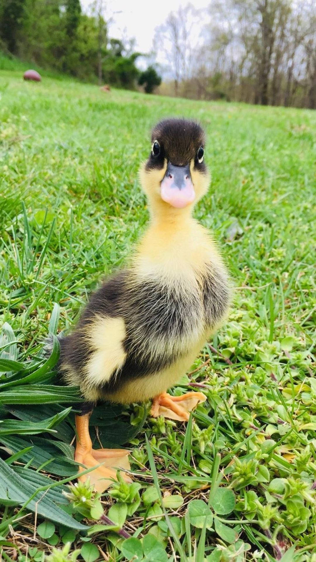 Baby Duck Wallpaper