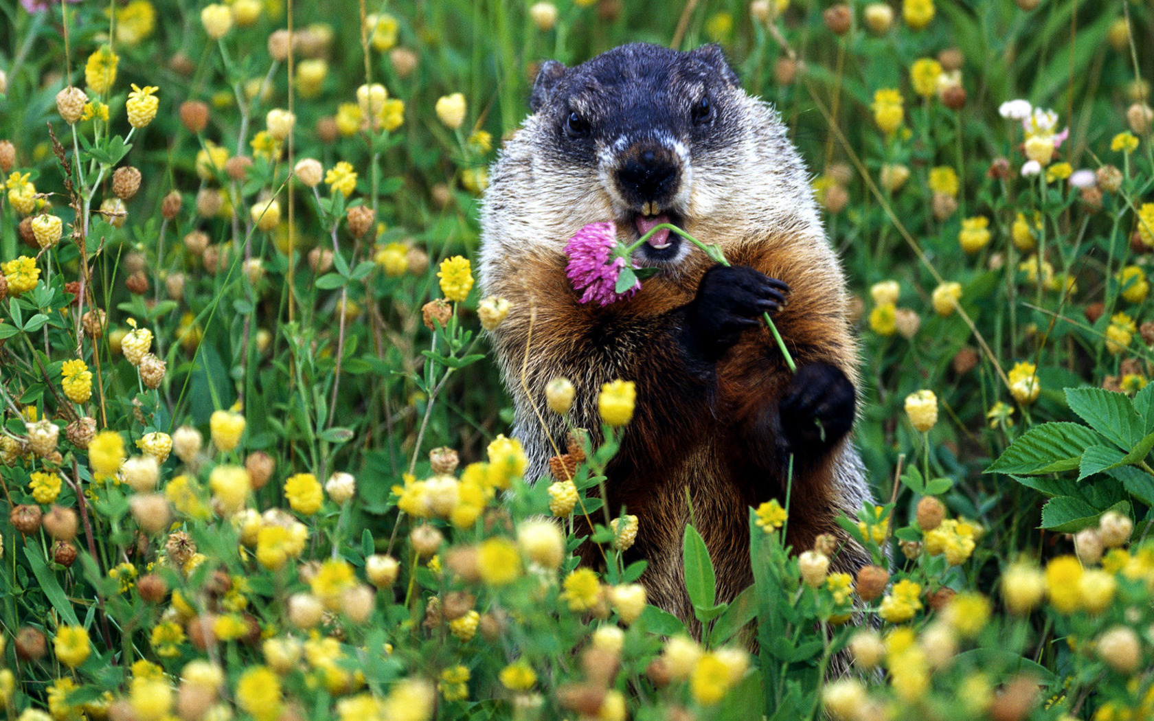 Wallpaper Clover Groundhog Marmot Eats