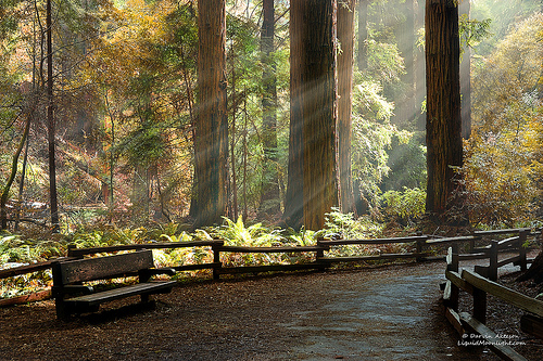 Redwoods Wallpaper HD Afternoon In A Redwood Forest