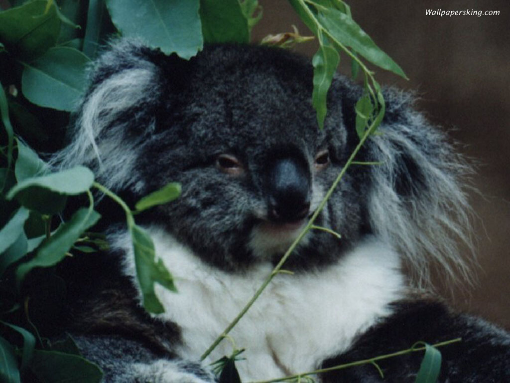 Cute Koala Bear Picture Wallpaper