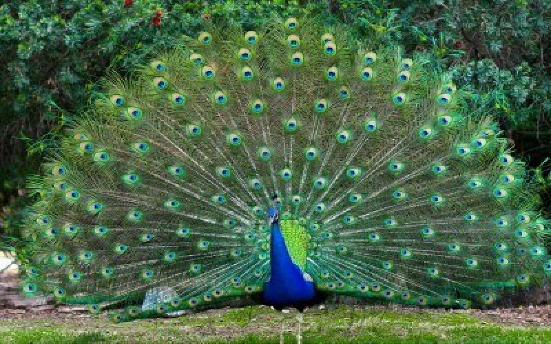 Nice Peacock Image Live HD Wallpaper Hq Pictures
