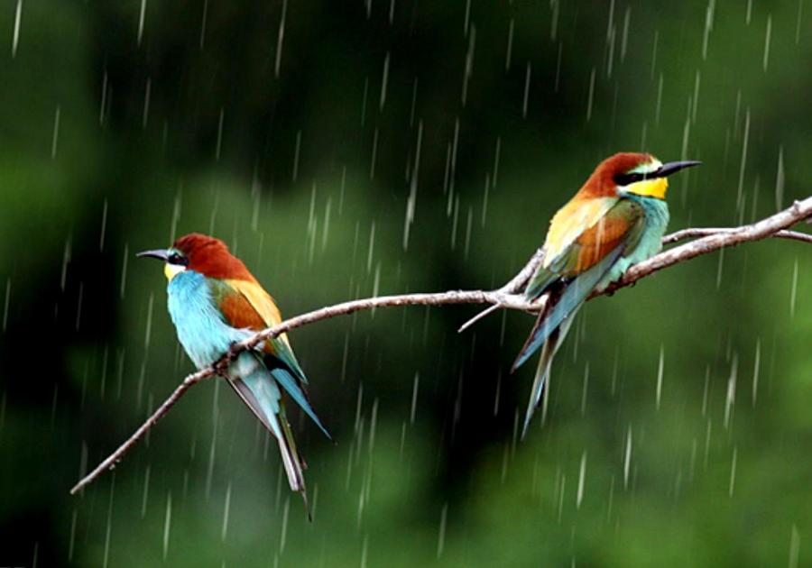 20+] Birds In Rain Wallpapers - WallpaperSafari
