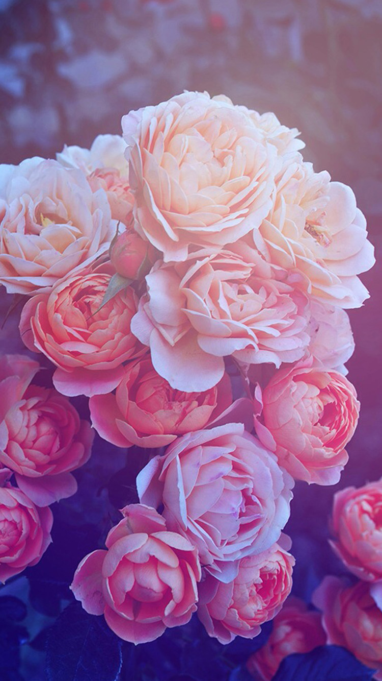 Beautiful Pink Roses iPhone Wallpaper