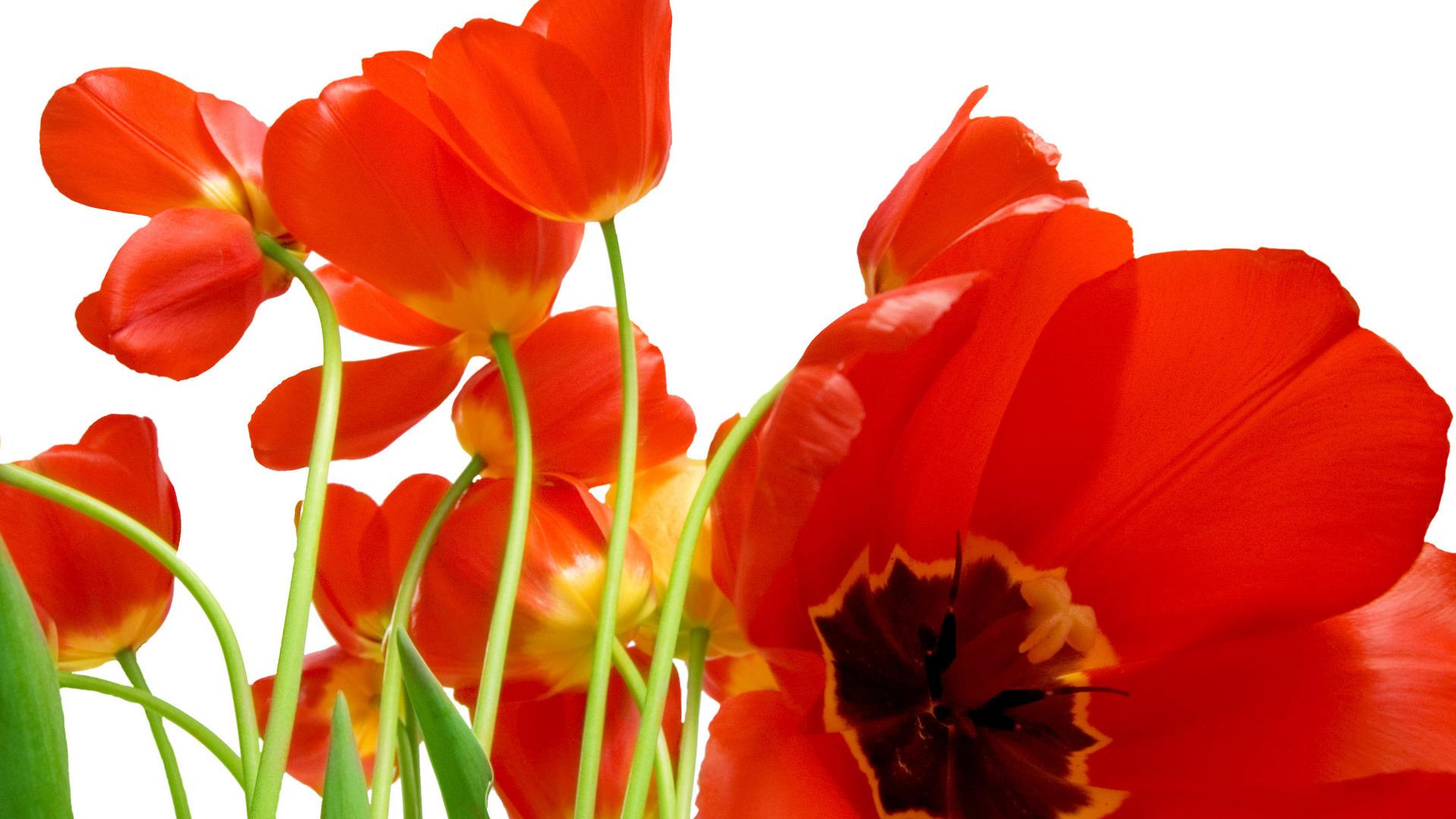 Red Tulips HD Desktop Wallpaper Widescreen High