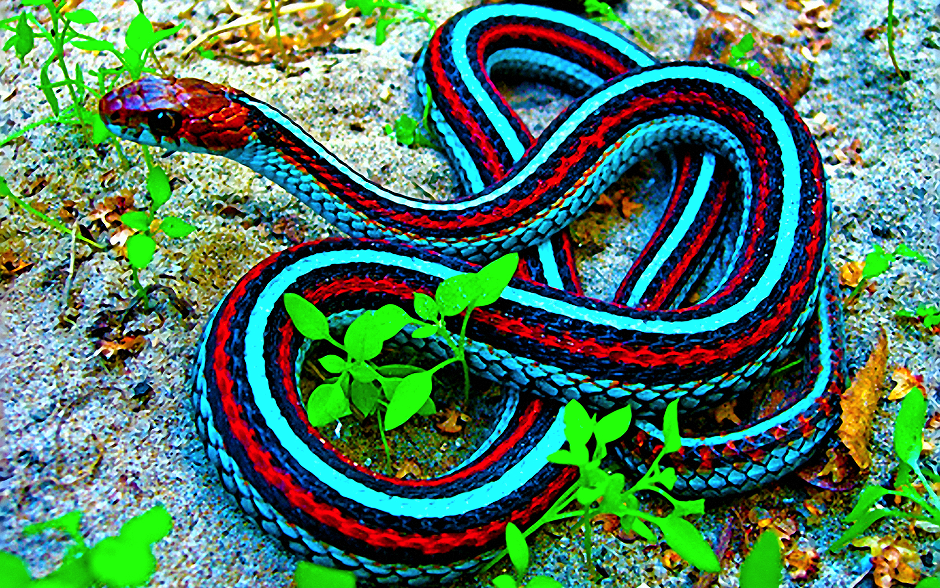 Garter Snake HD Wallpaper Background Image Id
