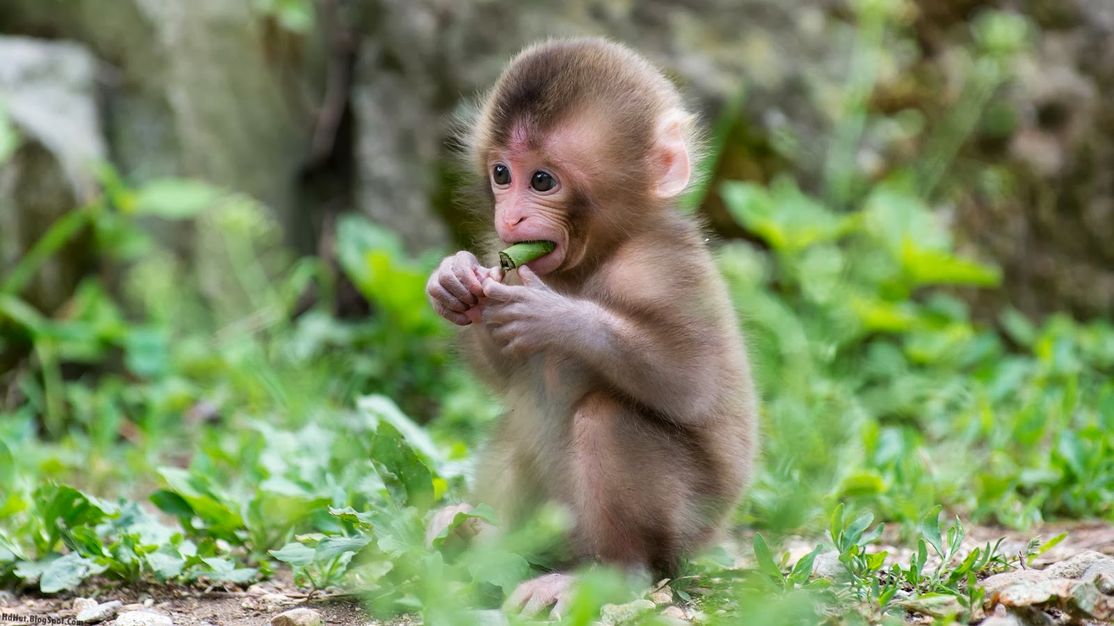 Most Cute And Beautiful Monkey Wallpaper In HD