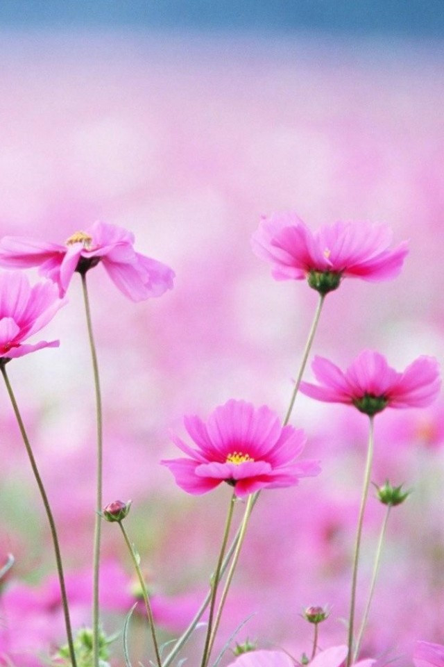 Pink Spring Flowers iPhone Wallpaper S 3g
