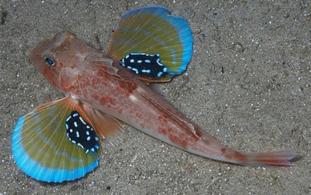 Flying Gurnard Wallpaper