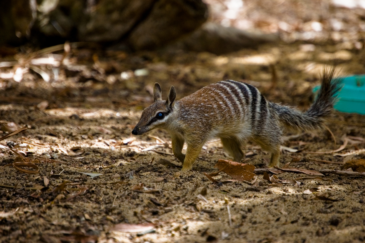 A numbat, a small Australian marsupial, foraging on the ground in its natural habitat. Its distinctive striped back and pointed snout are clearly visible