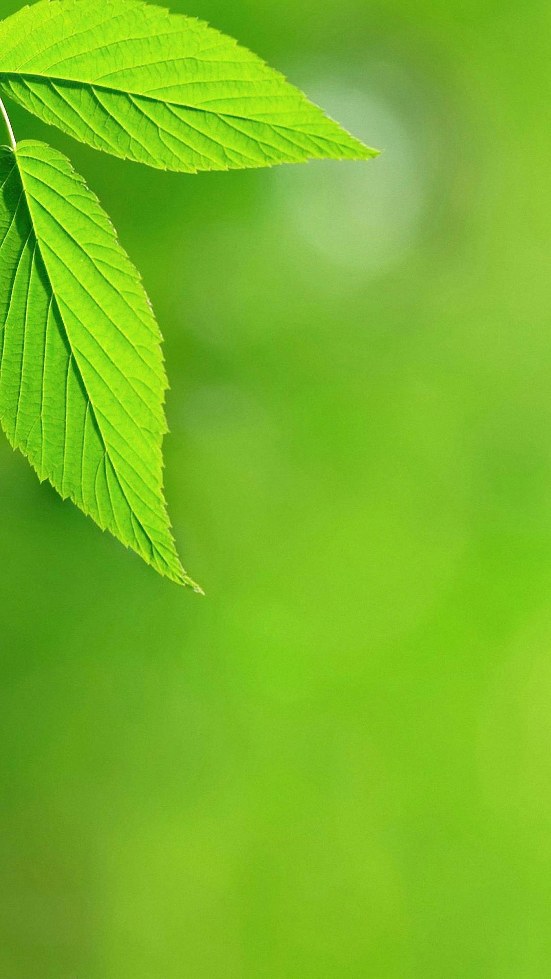 Bright Green Leaves iPhone Wallpaper