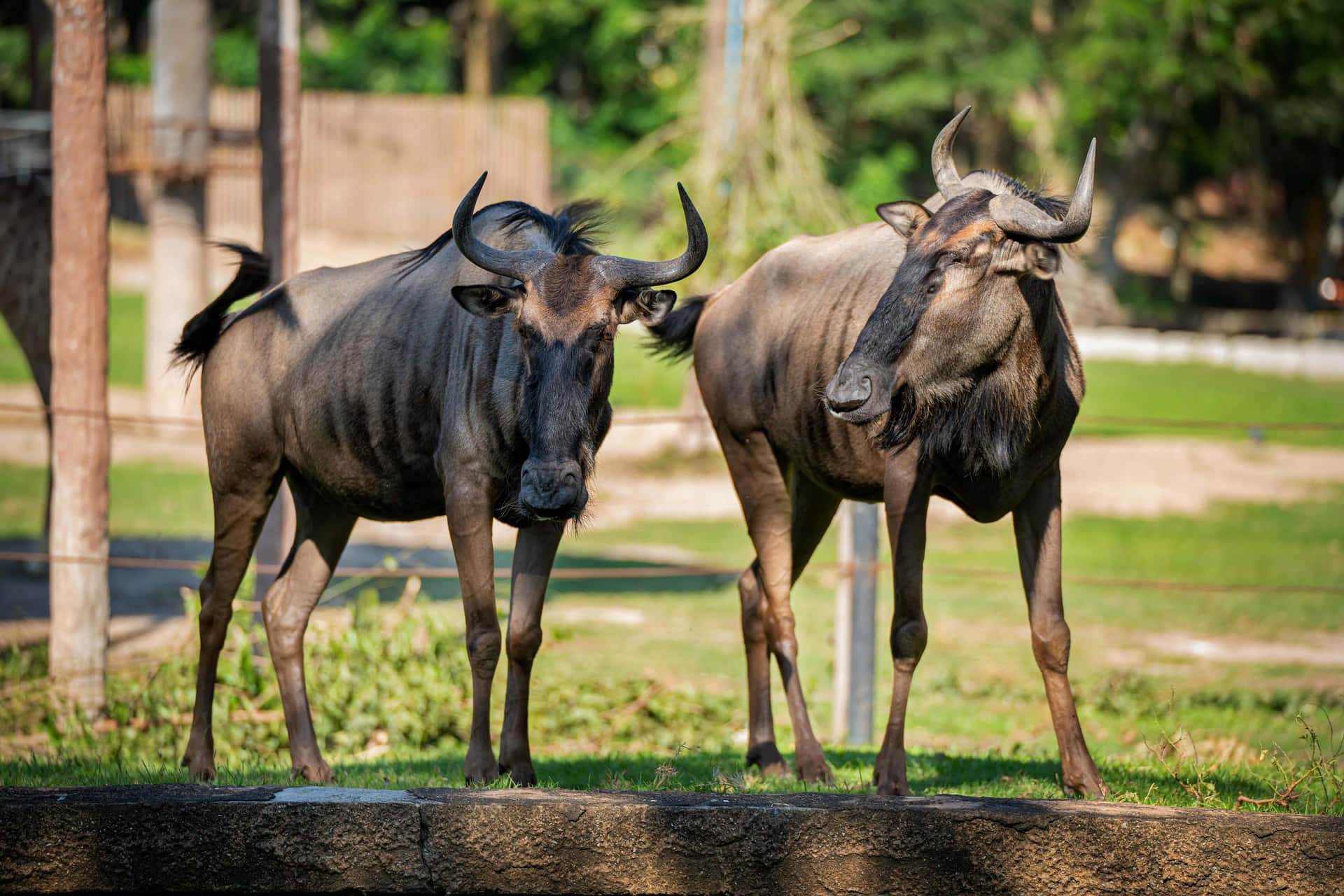 Two wildebeest standing in a grassy enclosure, possibly at a zoo or wildlife park. They are looking directly at the camera