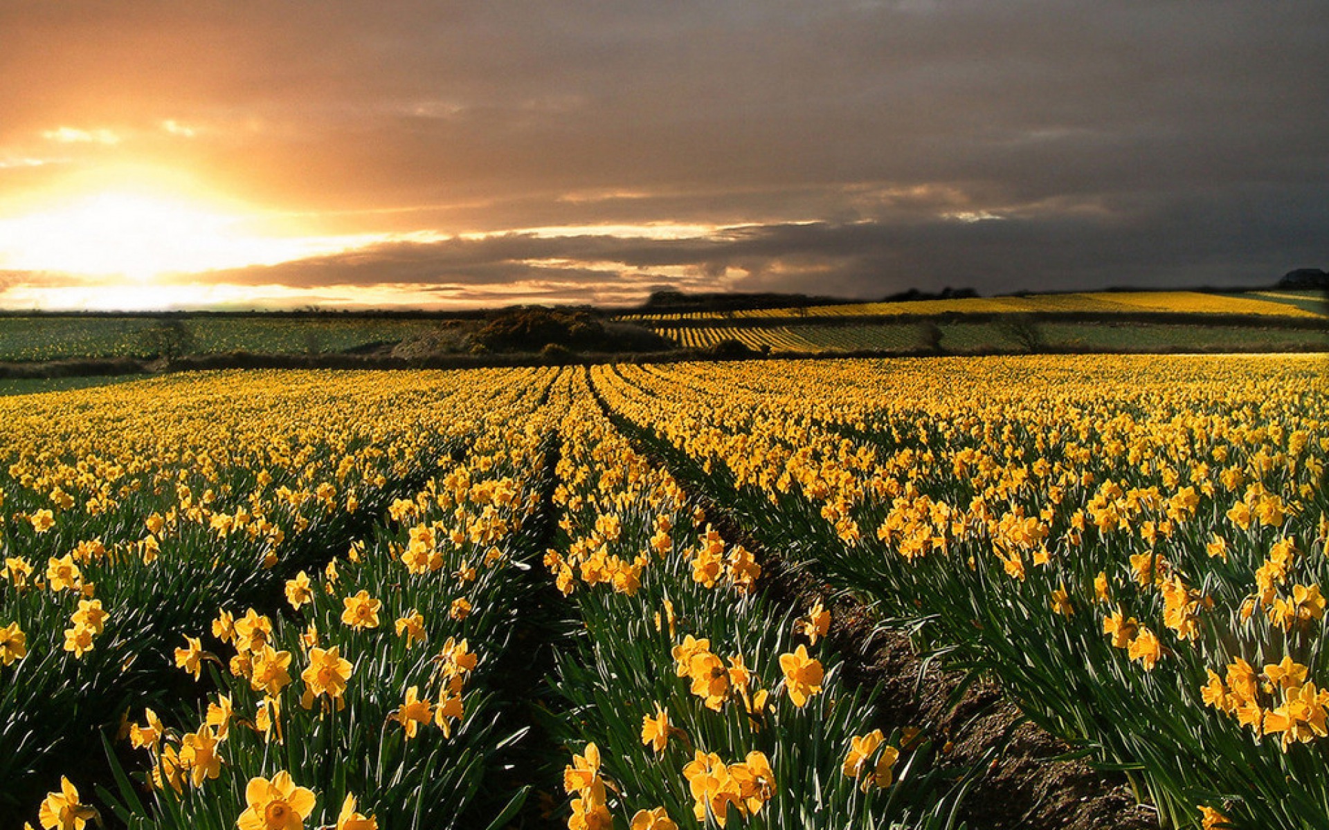 Field Of Daffodils Wallpaper Stock Photos