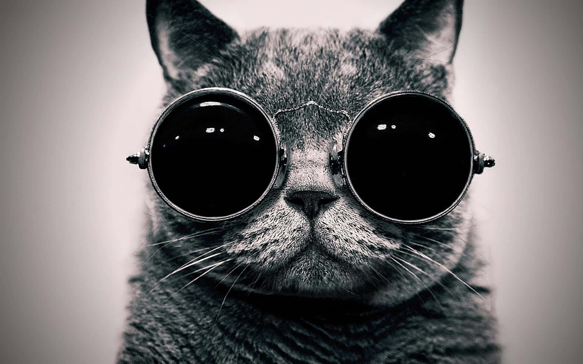 Cat Meme Picture Wallpaper