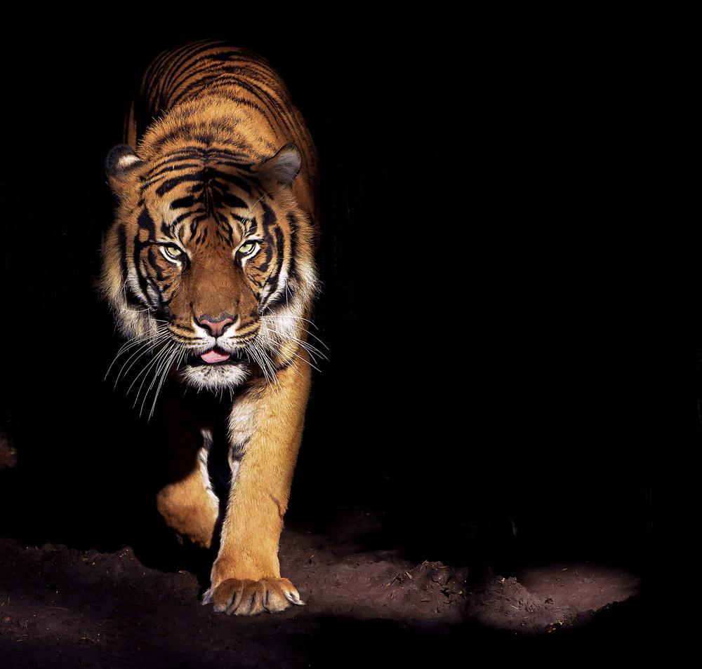 Tiger Background For Android Apk