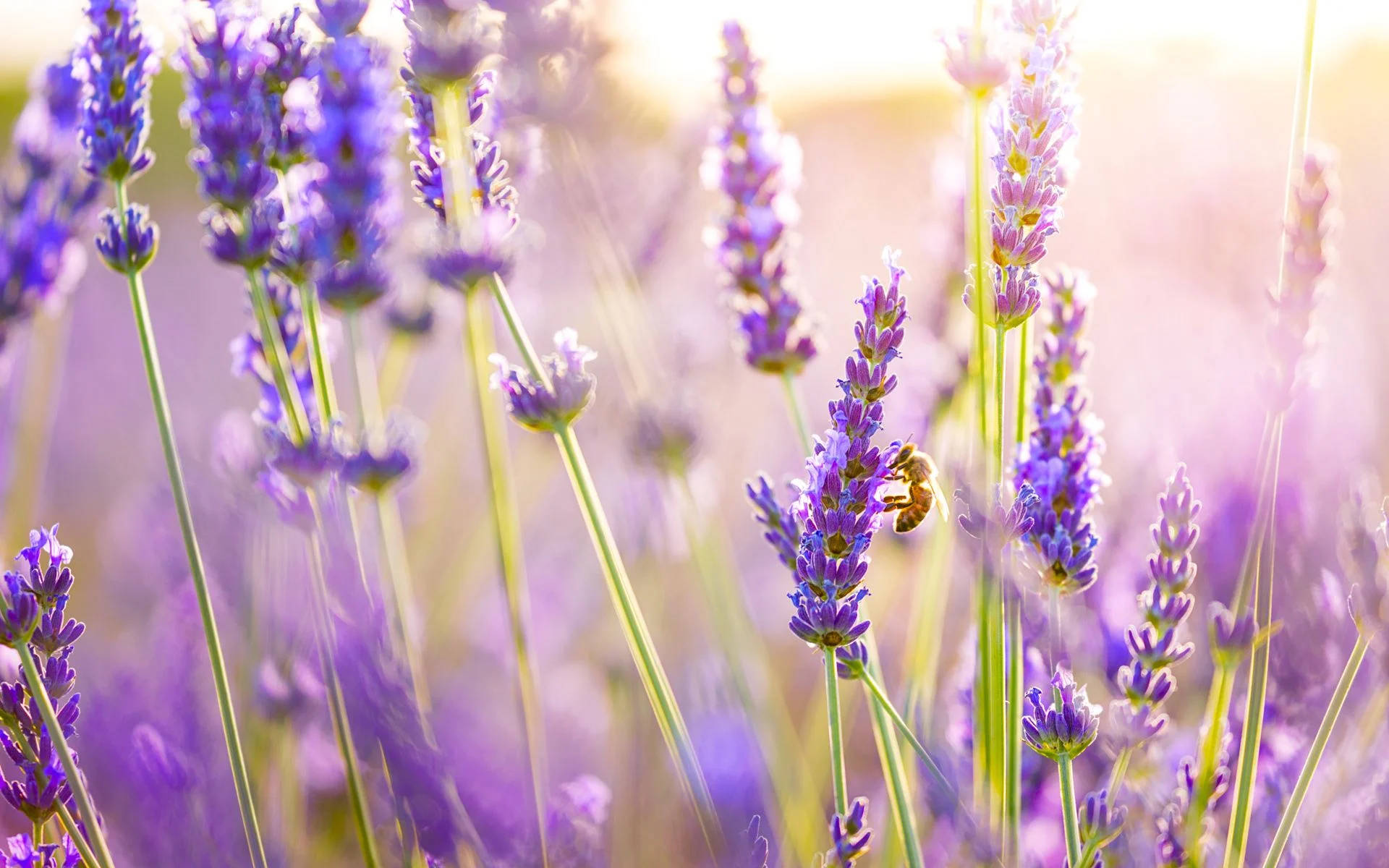 Lavender Desktop Wallpaper