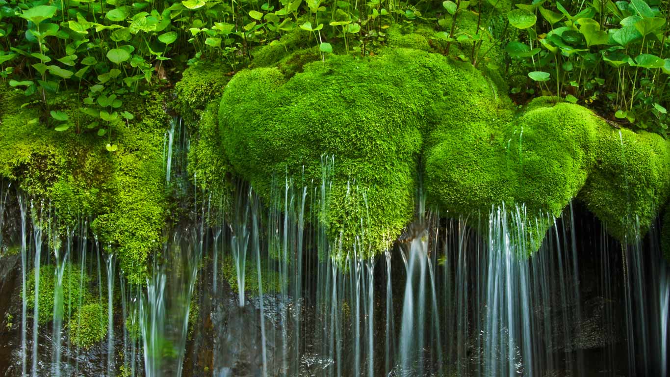 Waterfall And Moss Shenandoah National Park Virginia Wallpaper