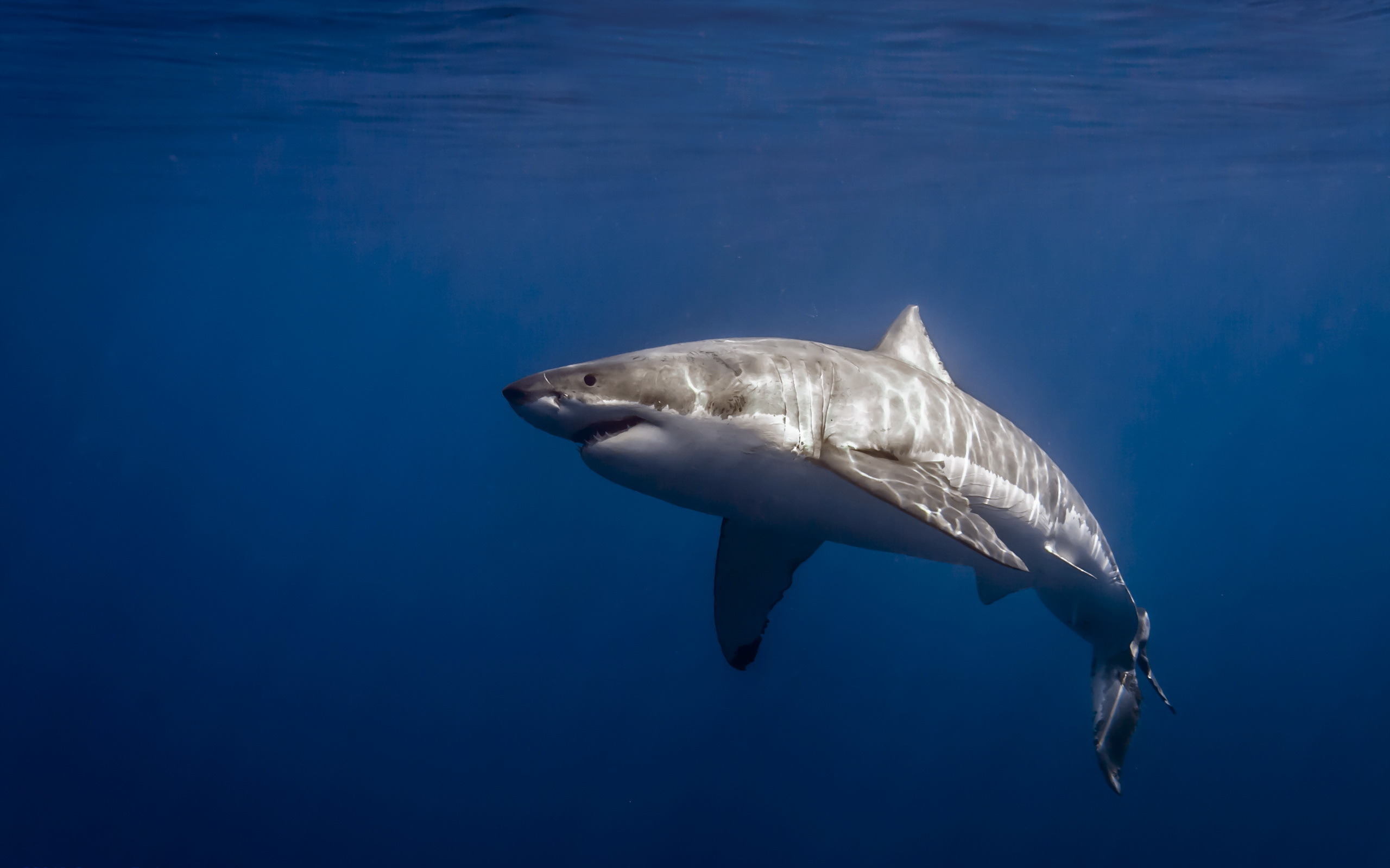 Original Caption The Great White Shark Carcharodon Cacharias Is