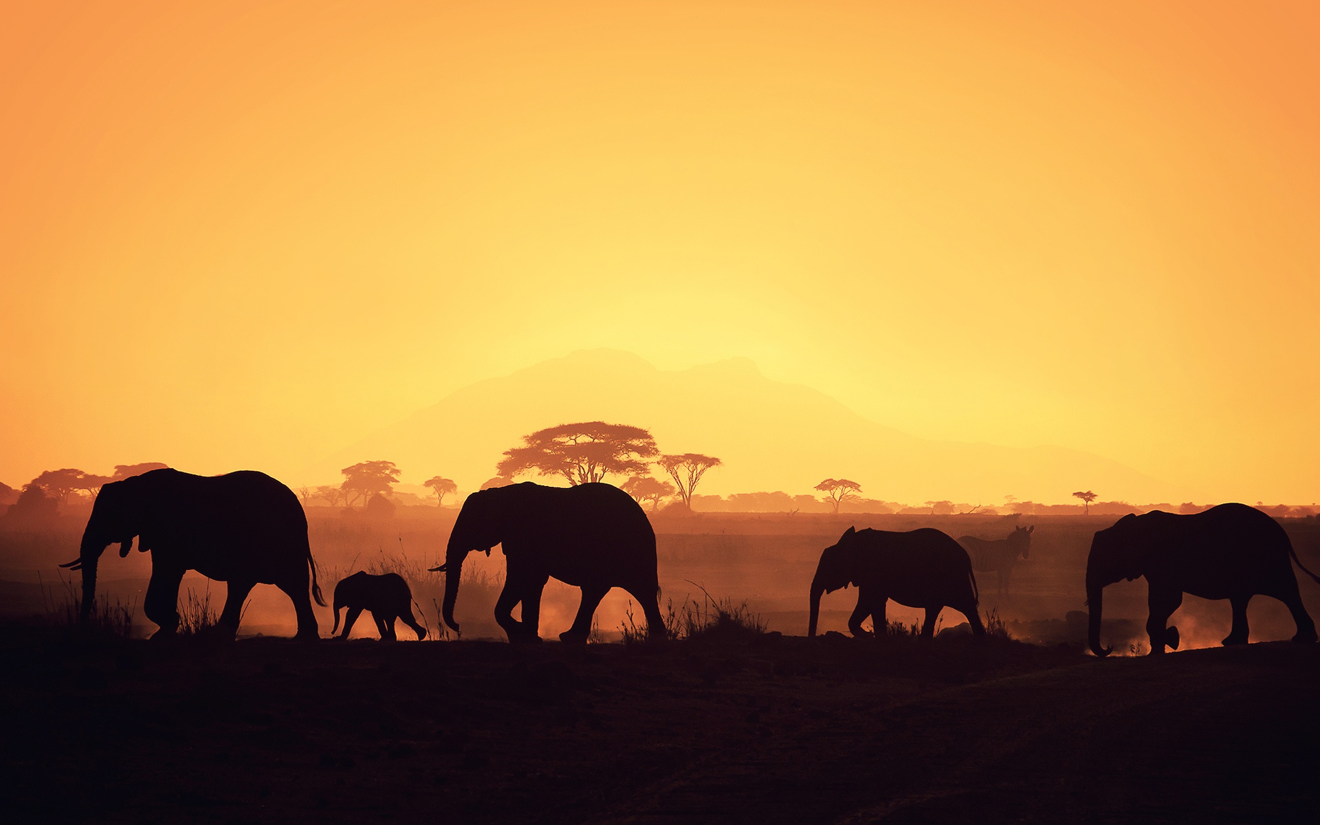 Africa Elephants Sunrise HD Desktop Background Wallpaper