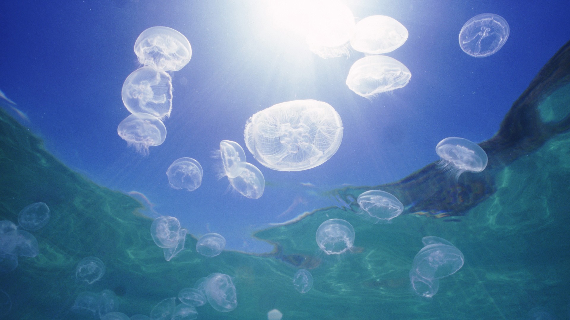 Reef Jellyfish Wallpaper Australia