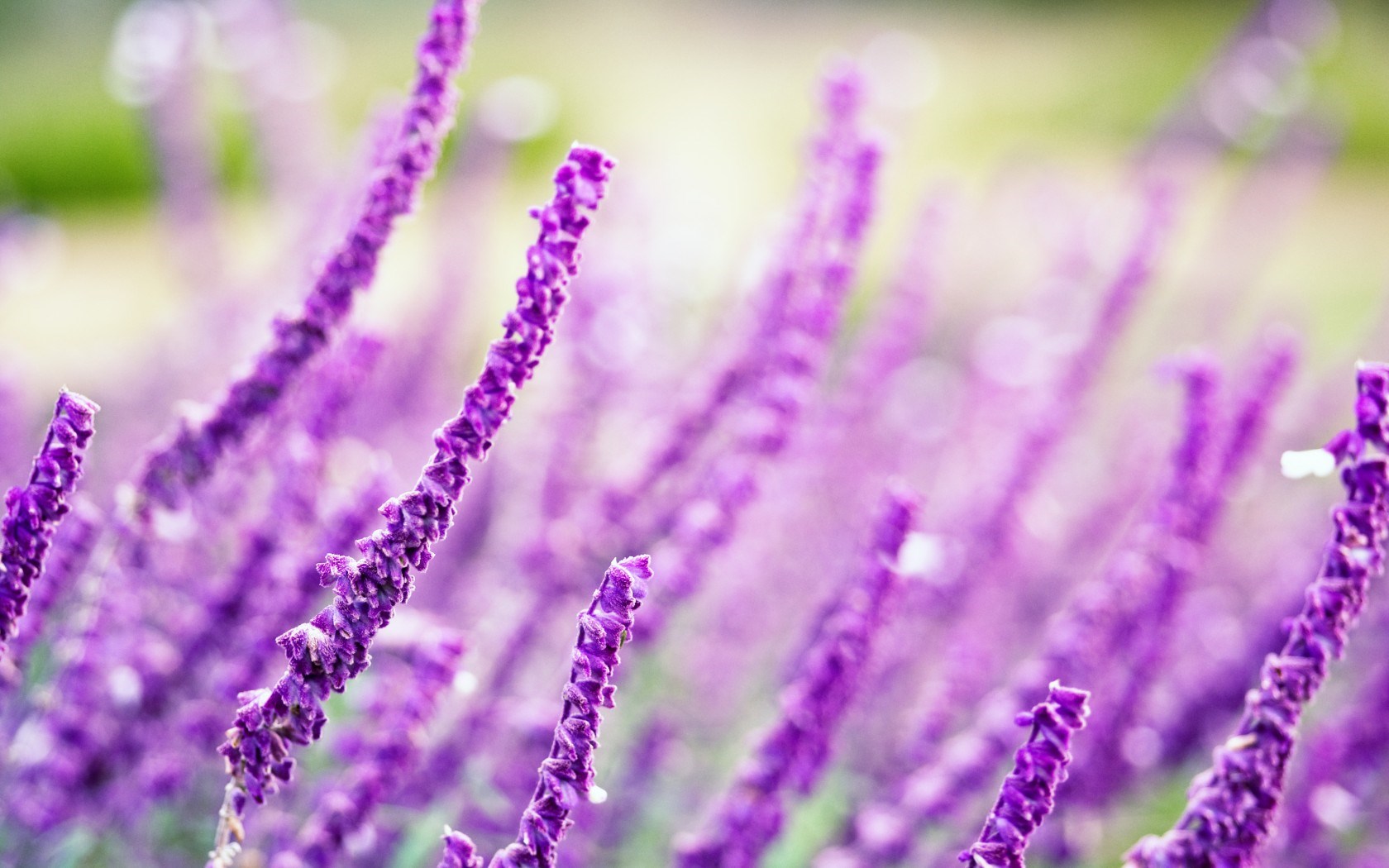 HD Lavender Flower Background