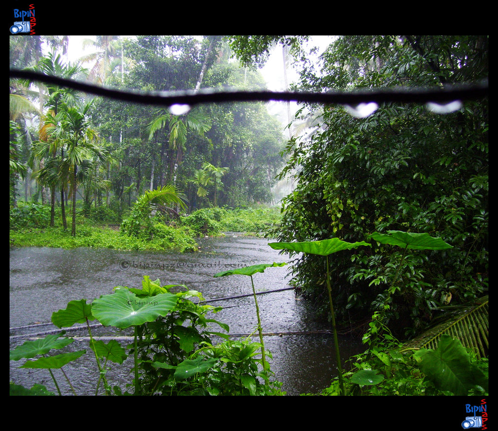 Kerala Monsoon By Impeccablez
