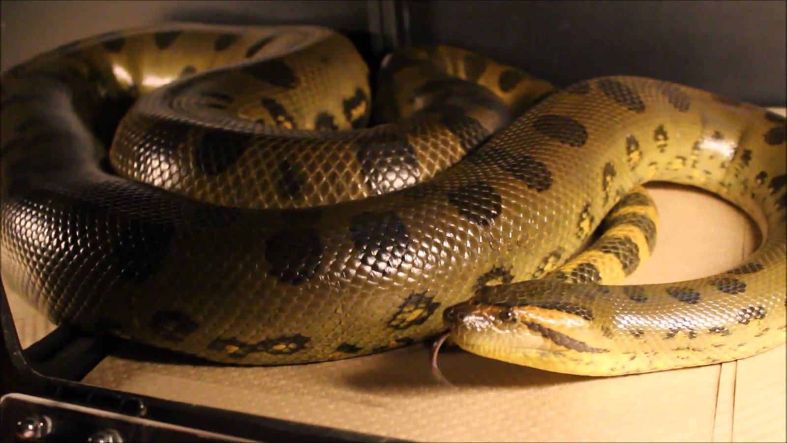 Green Anaconda Wallpaper