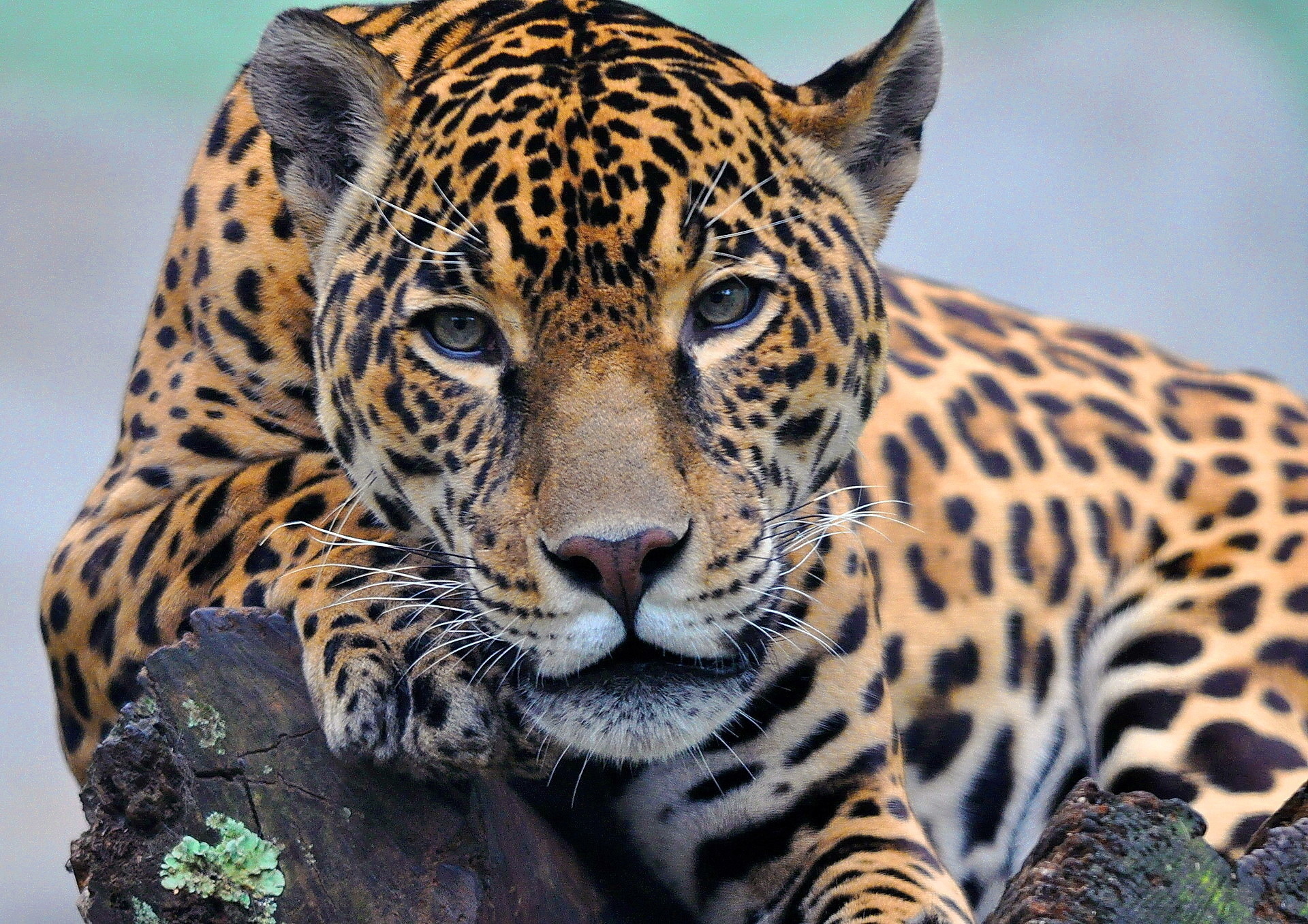 46+] Jaguar Wallpaper Animal - WallpaperSafari