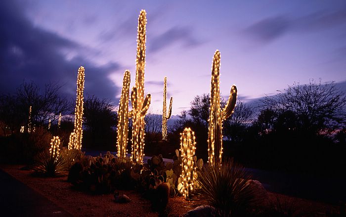 Desert Tucson Arizona Usa Picture Holidaylights15 Wallcoo