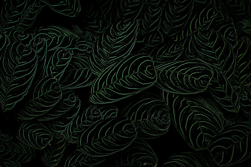 Green Black Texture Desktop Wallpaper Background Photo