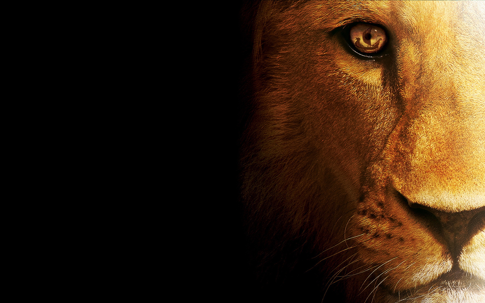 The Lion HD Desktop Wallpaper Background